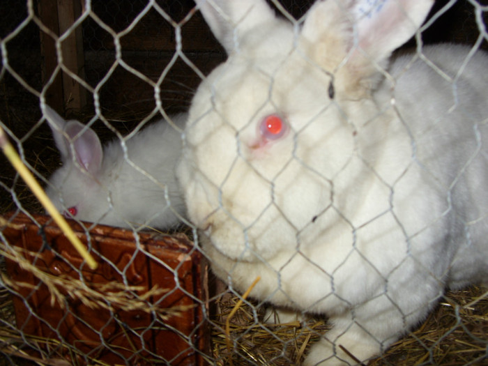 SDC10060 - a a a a a iepuri de vanzare incepand cu 10 februarie puii 2012