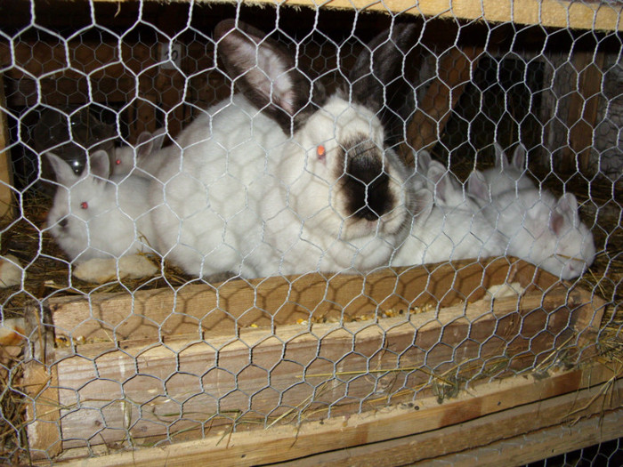 SDC10061 - a a a a a iepuri de vanzare incepand cu 10 februarie puii 2012