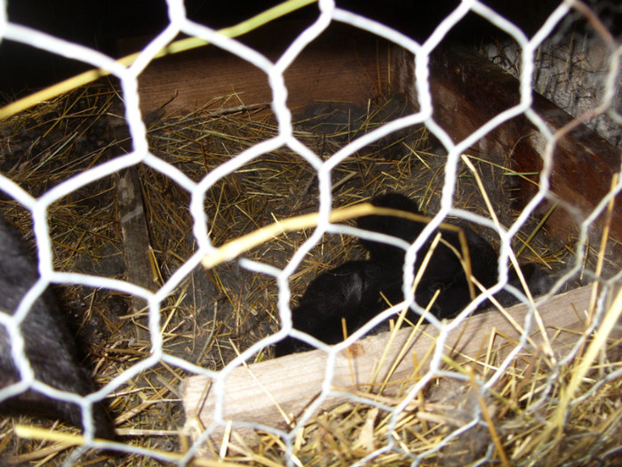 SDC10062 - a a a a a iepuri de vanzare incepand cu 10 februarie puii 2012