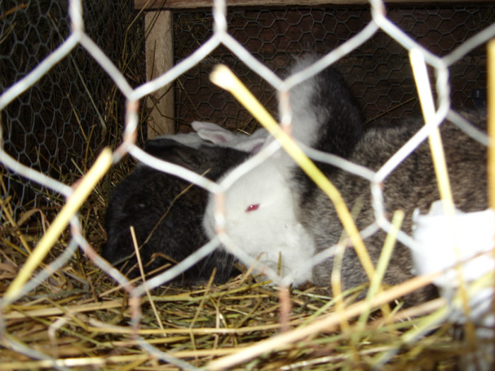 SDC10070 - a a a a a iepuri de vanzare incepand cu 10 februarie puii 2012