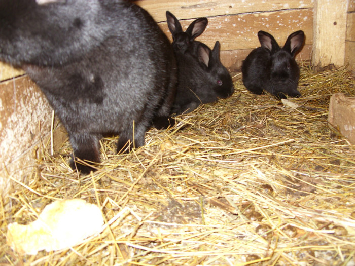 SDC10073 - a a a a a iepuri de vanzare incepand cu 10 februarie puii 2012