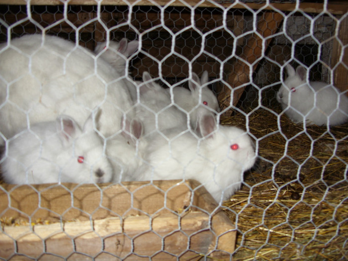 SDC10033 - a a a a a iepuri de vanzare incepand cu 10 februarie puii 2012