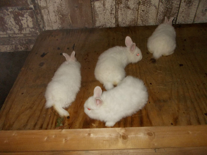 DSCN0818 - a a a a a iepuri de vanzare incepand cu 10 februarie puii 2012