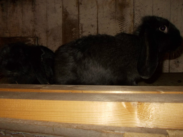 DSCN0832 - a a a a a iepuri de vanzare incepand cu 10 februarie puii 2012
