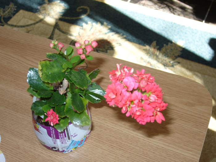 P1010559 - Florile mele in anii trecuti