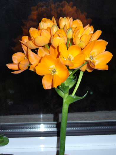P1010576 - Florile mele in anii trecuti