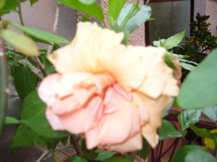 P1010644 - Florile mele in anii trecuti