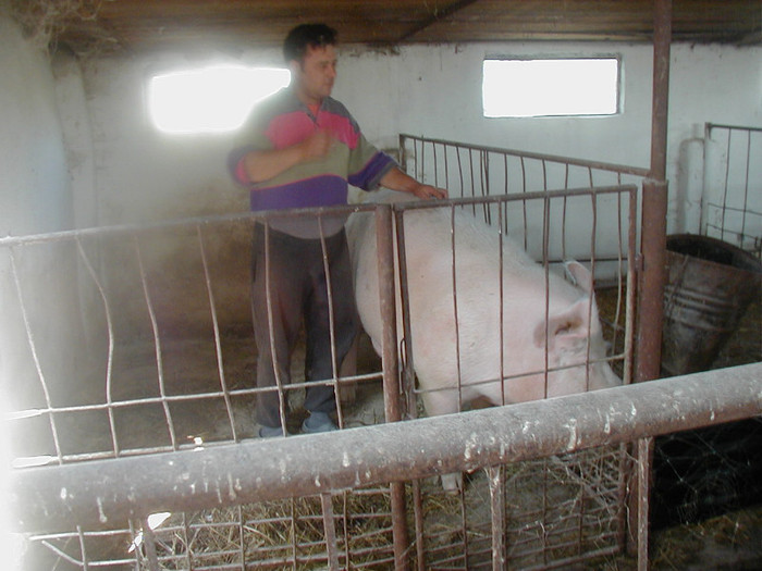 PA070013 - vind porci vietnamezi ferma mea de      80 de porci