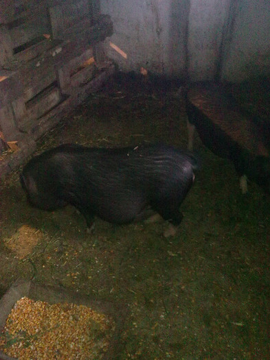 Image0493 - vind porci vietnamezi ferma mea de      80 de porci