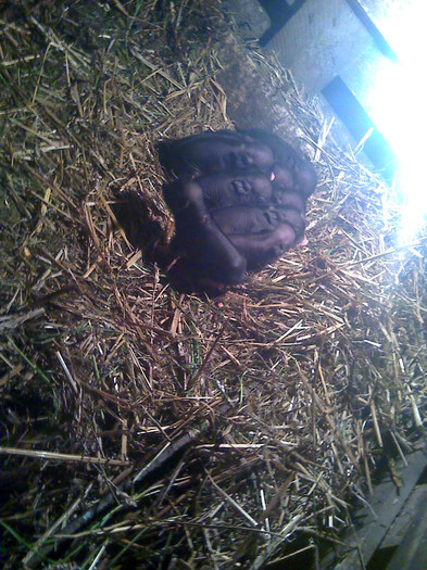 moto_0538 - vind porci vietnamezi ferma mea de      80 de porci