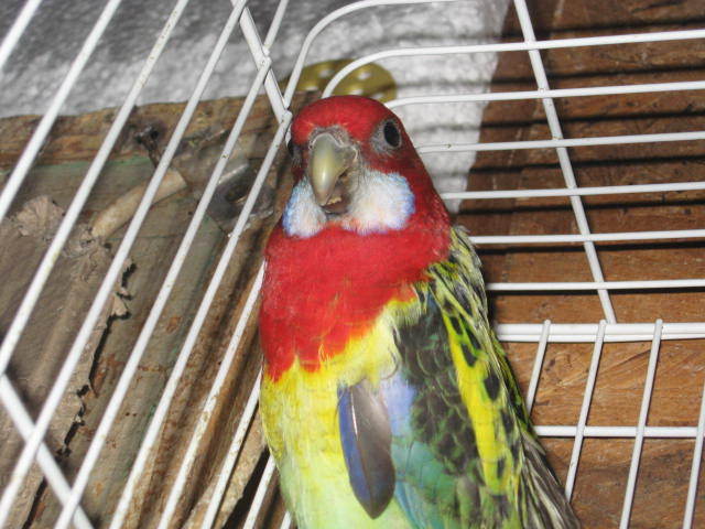 IMG_7736; Papagal rozela
