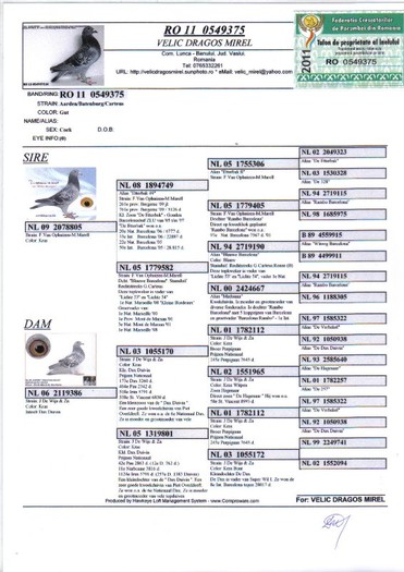 RO 11 0549375 M - Pedigree porumbei