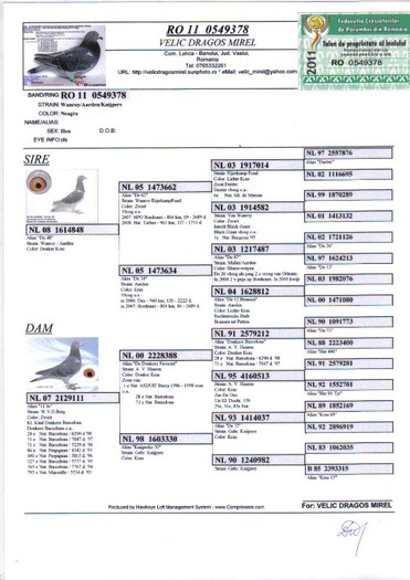 RO 11 0549378 F - Pedigree porumbei