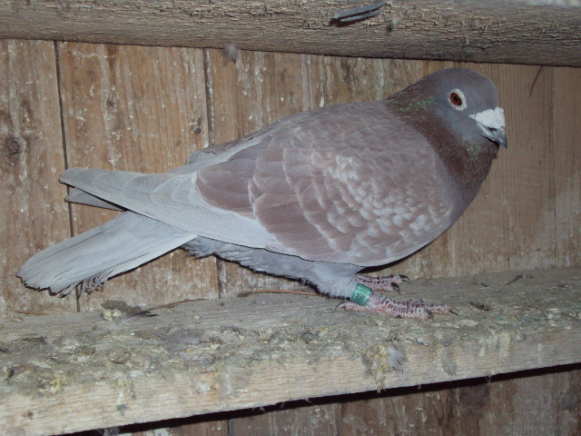 DSC04560 - Porumbei mei 2011
