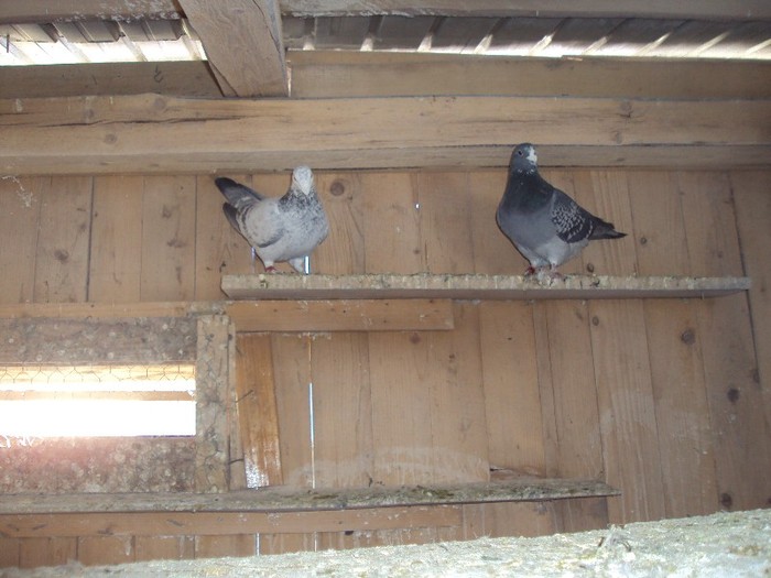 sunt pereche si au acum oua - Porumbei mei 2011