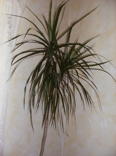 dracena - plante decorative prin frunze