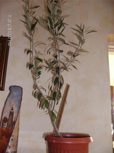 pui maslin din butas dec.2011 - plante decorative prin frunze