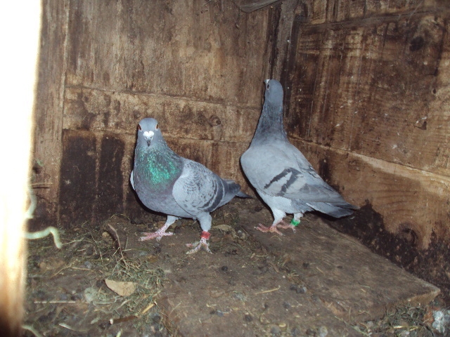 El este -ea aceasi soarta