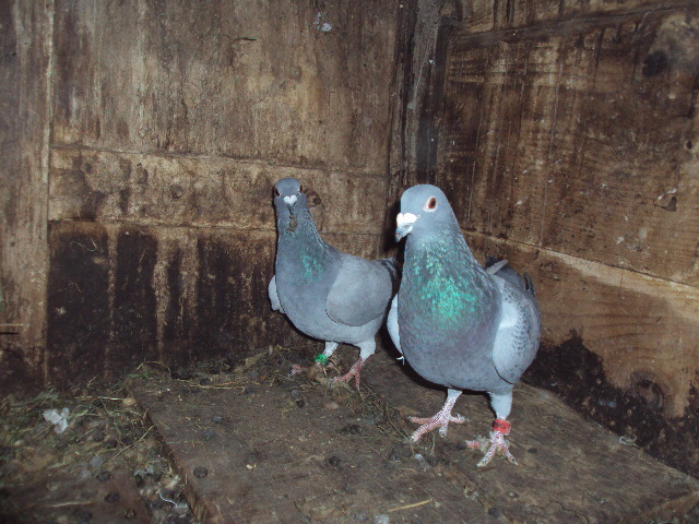 El este -ea -omarata de dihor