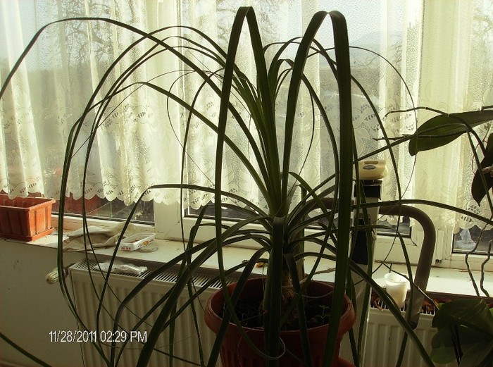 a-3-a nolina 23.01.2012 - plante decorative prin frunze