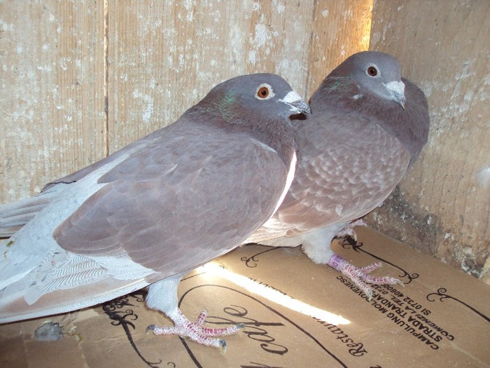 DSC04648 - porumbei mei matca 2012