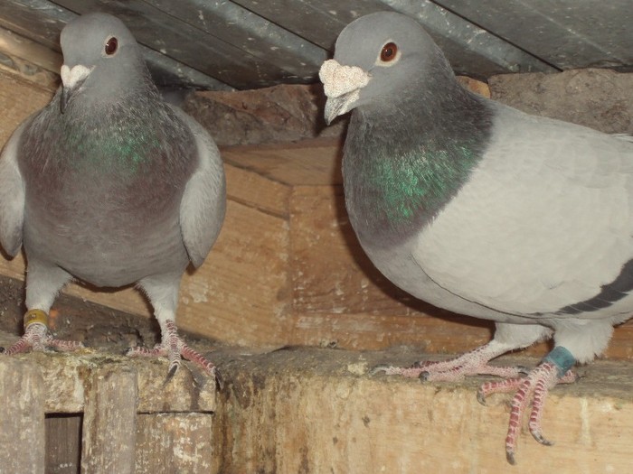 f-DV-ramon-M-2002- omorat de dihor - porumbei mei matca 2012