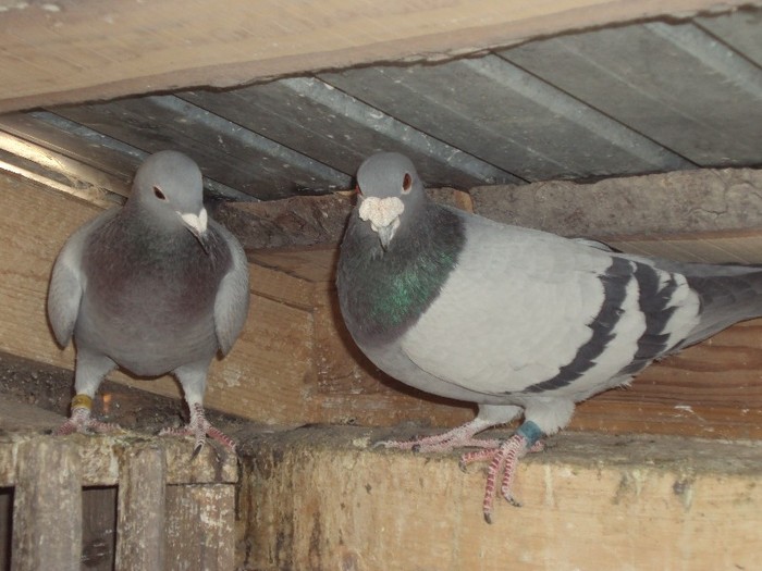 DSC04651 - porumbei mei matca 2012