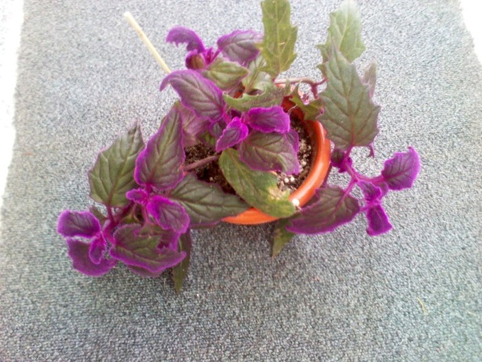 ginura - multumesc codruta 23.01.2012 - plante decorative prin frunze
