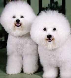 2 - 0- bichon frise -0