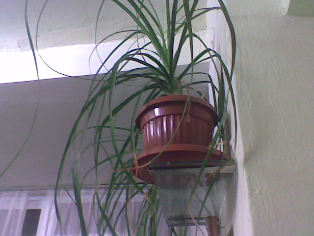 nolina  23.01.2012 - plante decorative prin frunze