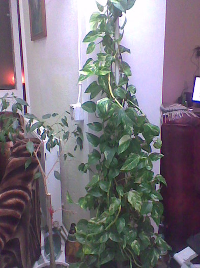 Epipremmum aureum - plante decorative prin frunze