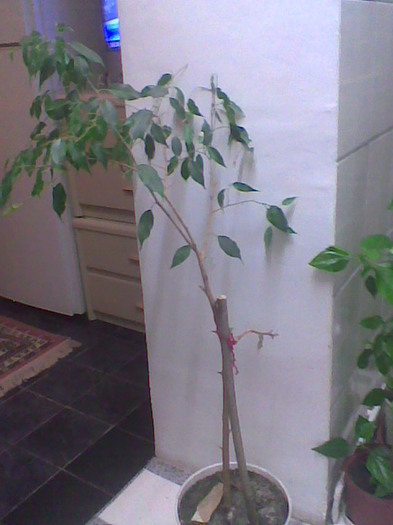 ficus Benjamin 23.01.2012 - plante decorative prin frunze