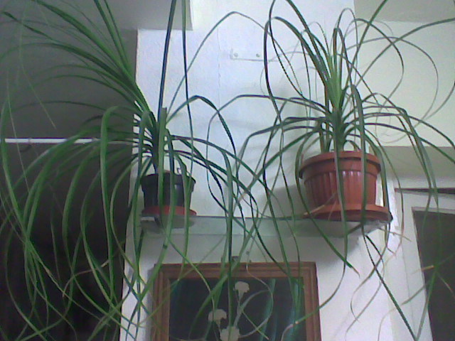 nolina recurvata 23.01.2012 - plante decorative prin frunze
