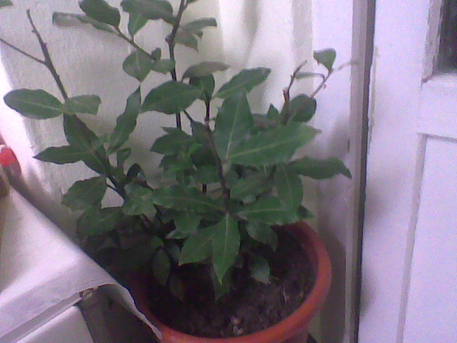 Laurus nobilis (dafinul) 23.01.2012 - plante decorative prin frunze