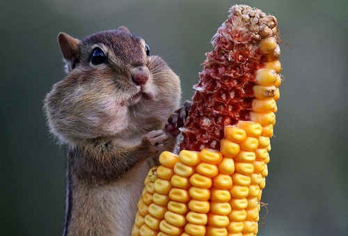 chipmunk-eats-corn_large - 0 0_o Ghiceste Cuvantul xD