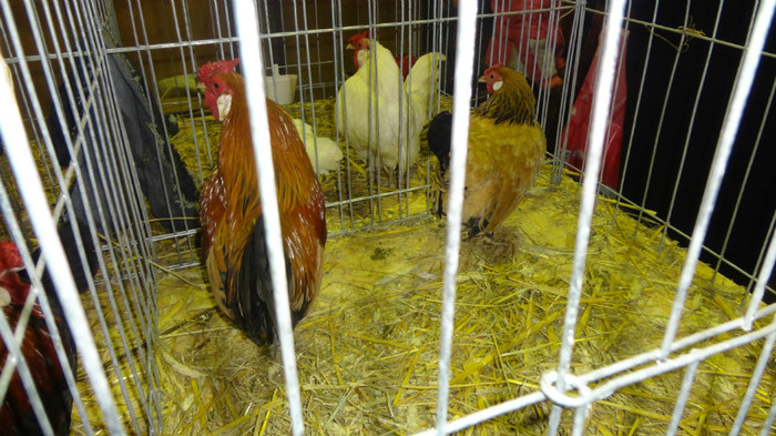 expo (25) - EXPO NATIONALA SIGHISOARA 2012