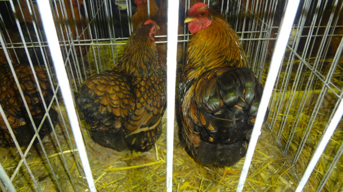 expo (26) - EXPO NATIONALA SIGHISOARA 2012