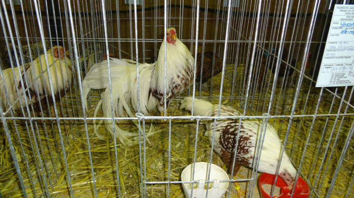 expo (27) - EXPO NATIONALA SIGHISOARA 2012