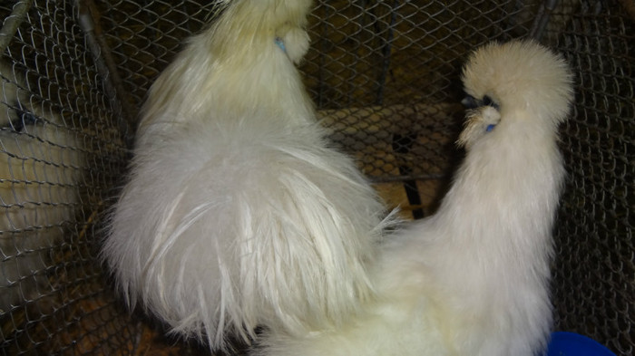 expo (61) - EXPO NATIONALA SIGHISOARA 2012