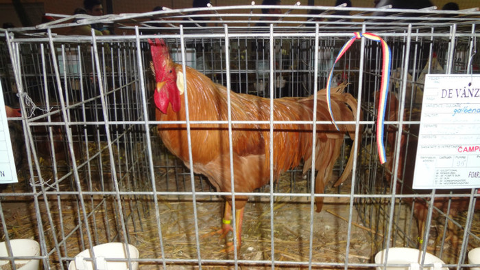 expo (70) - EXPO NATIONALA SIGHISOARA 2012