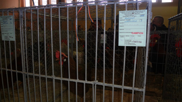 expo (71) - EXPO NATIONALA SIGHISOARA 2012