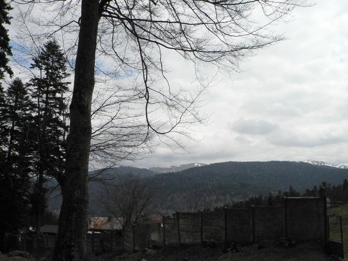 P1090595 - 2010 17 19 04 busteni