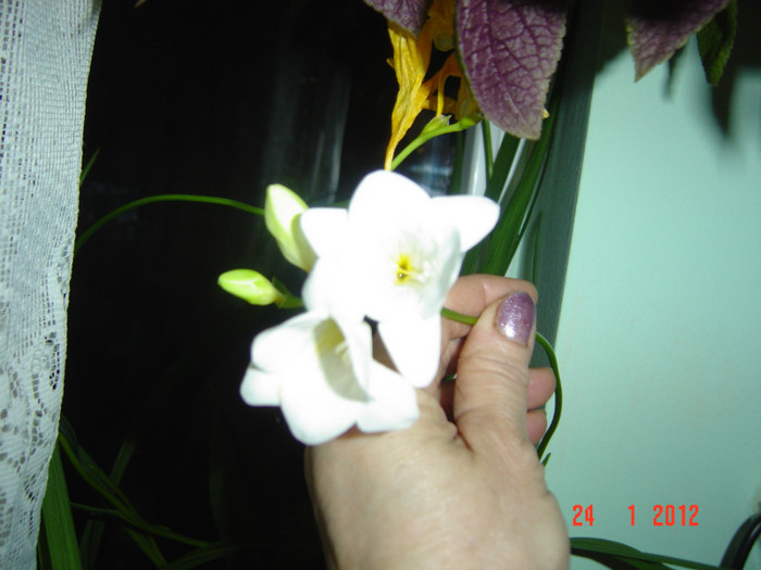 poze 738 - 2012 FREESIA