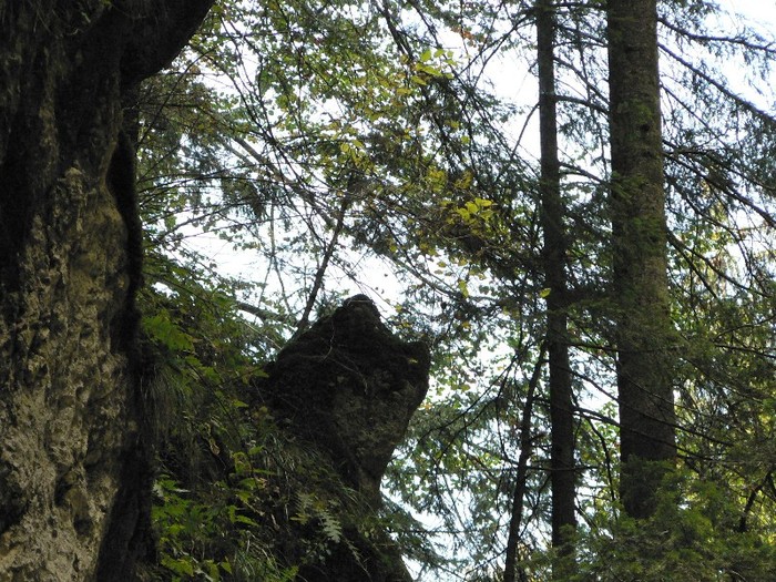 P1130664 - 2010 28 10 Canionul 7scari