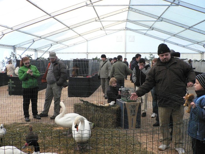 P1140708 - 2010 toamna expo pasari de rasa Moghioros