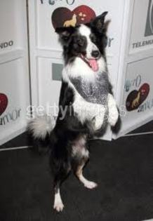 images (66) - Perro amor2010