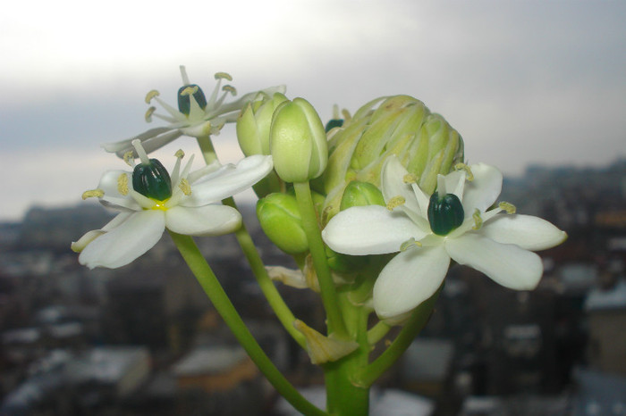 CUM SE NUMESTE! - FLORILE MELE -ALBUM2