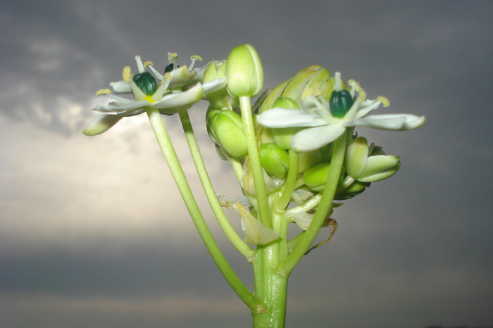 020 - FLORILE MELE -ALBUM2