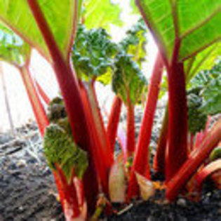 RHUBARB - GLASKINS PERPETUAL - RHUBARB - GLASKINS PERPETUAL