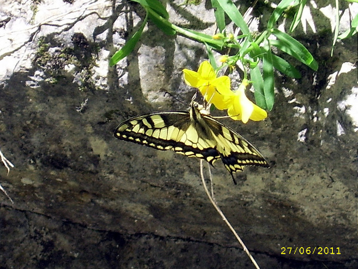 182. - Fascinanta Romanie - 3